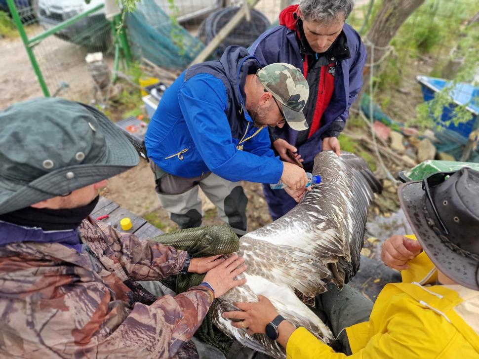 Mai mulţi pelicani creţi au fost echipaţi cu transmiţătoare GPS-GSM în Delta Dunării 910951