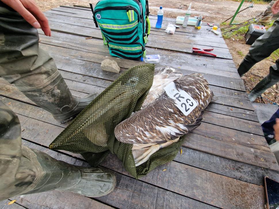 Mai mulţi pelicani creţi au fost echipaţi cu transmiţătoare GPS-GSM în Delta Dunării 910952