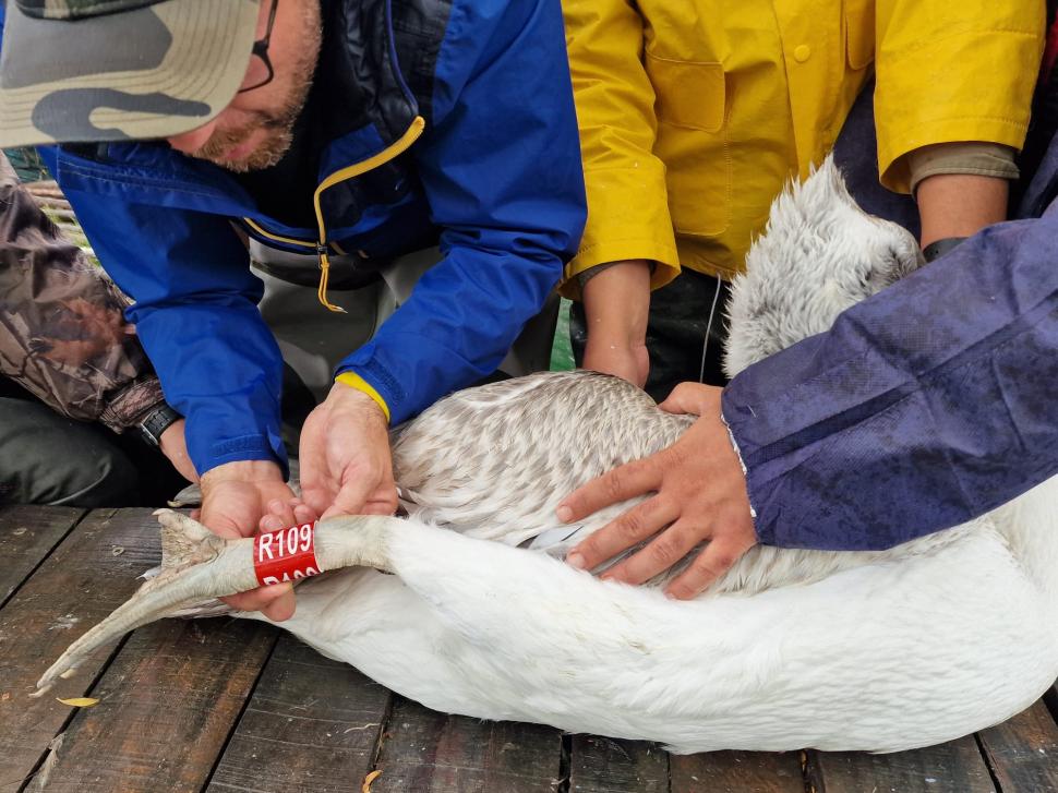 Mai mulţi pelicani creţi au fost echipaţi cu transmiţătoare GPS-GSM în Delta Dunării 910953