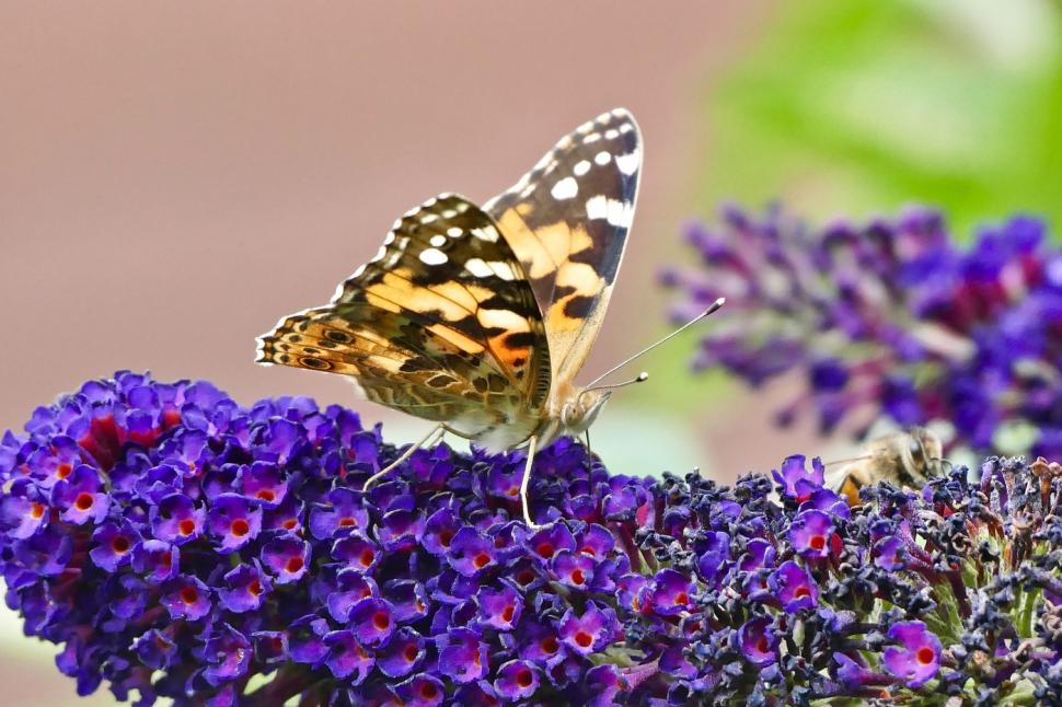 Cum a reușit un grup de fluturi să zboare 4.000 de kilometri, fără pauză, peste Oceanul Atlantic. Misterul „doamnelor pictate”, dezlegat după zece ani 911002