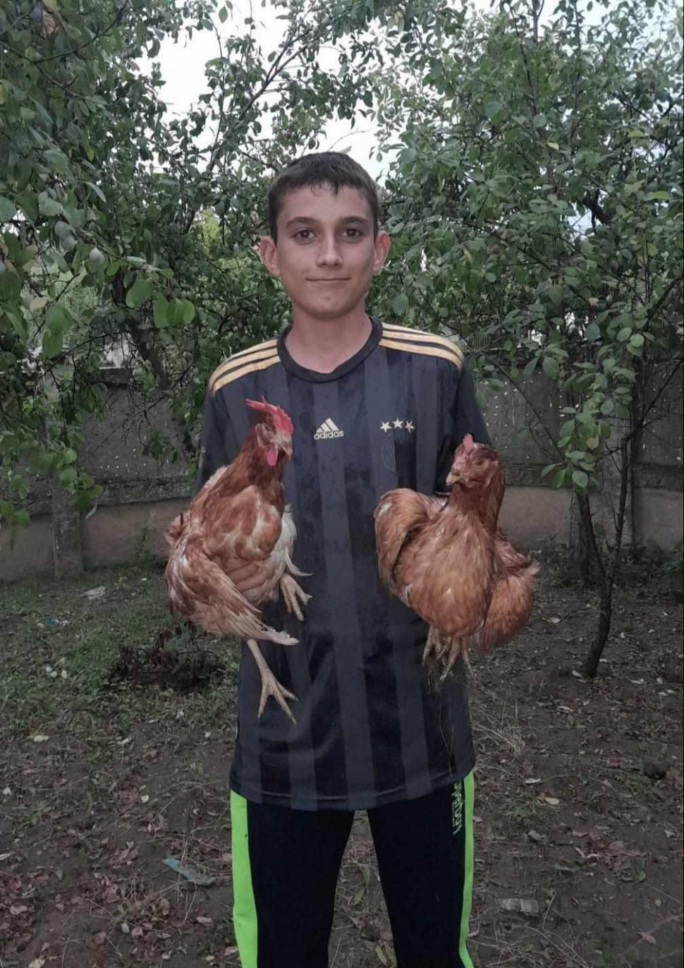 Fundația Carmistin a donat 10.000 găini ouătoare BIO, în cadrul unei campanii anuale dedicate comunitățiIor 911302