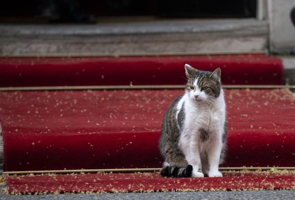 Coabitare în Downing Street 10. Montanul Larry scapă de cățelușa Nova a lui Rishi Sunak, dar dă de pisica Jojo și hamsterul lui Keir Starmer 911167