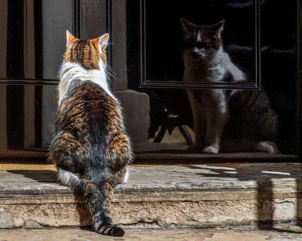 Coabitare în Downing Street 10. Montanul Larry scapă de cățelușa Nova a lui Rishi Sunak, dar dă de pisica Jojo și hamsterul lui Keir Starmer 911171