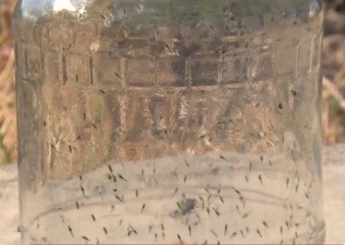 Fenomen straniu provocat de caniculă: Invazie de insecte, ca fuioarele de fum, în Galaţi 912456