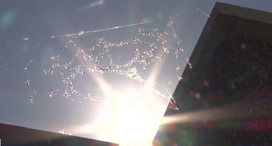 Fenomen straniu provocat de caniculă: Invazie de insecte, ca fuioarele de fum, în Galaţi 912457