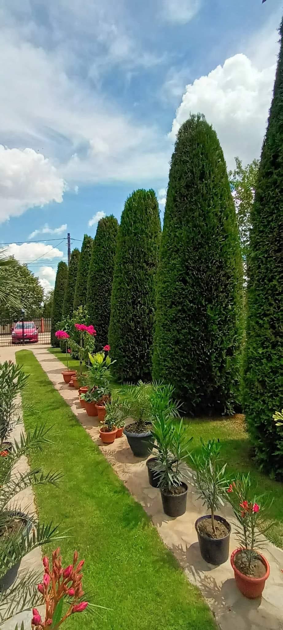 Grădina exotică a unui electrician din Teleorman a ajuns virală pe internet: Mircea a început să planteze palmieri și bananieri acum 16 ani 912754