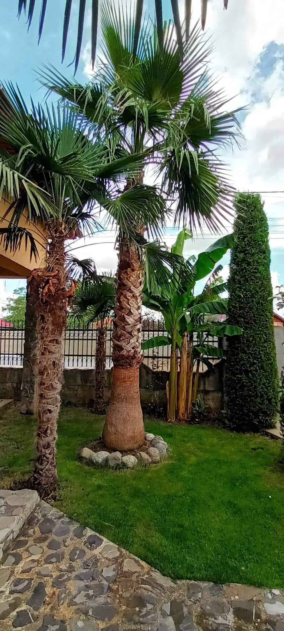 Grădina exotică a unui electrician din Teleorman a ajuns virală pe internet: Mircea a început să planteze palmieri și bananieri acum 16 ani 912756