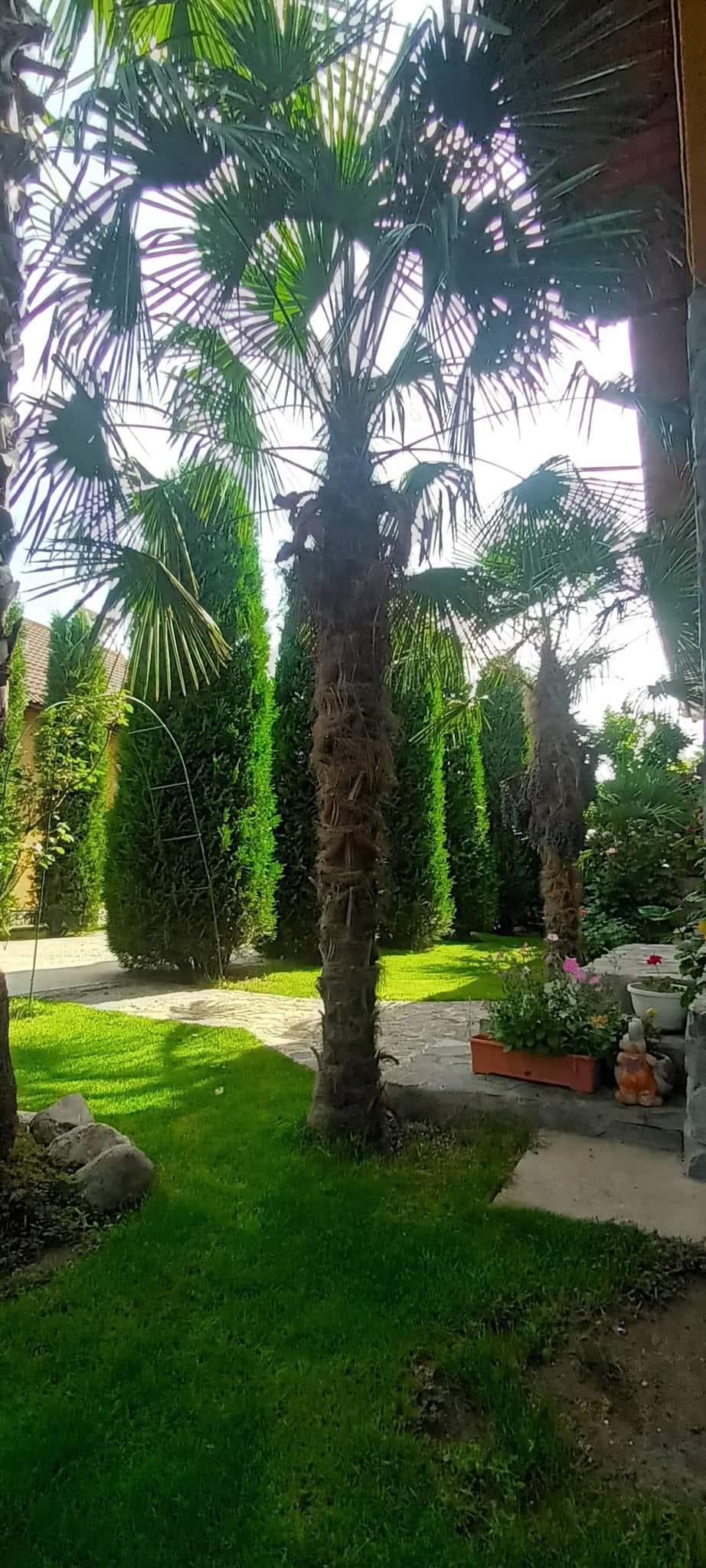 Grădina exotică a unui electrician din Teleorman a ajuns virală pe internet: Mircea a început să planteze palmieri și bananieri acum 16 ani 912758