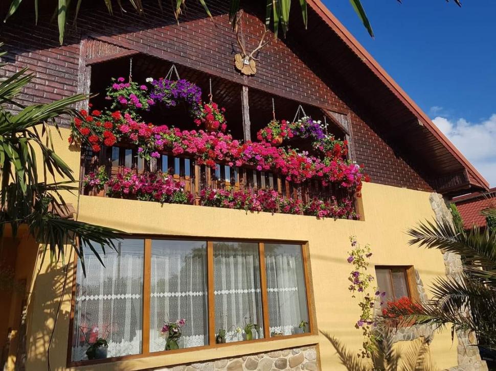 Grădina exotică a unui electrician din Teleorman a ajuns virală pe internet: Mircea a început să planteze palmieri și bananieri acum 16 ani 912760