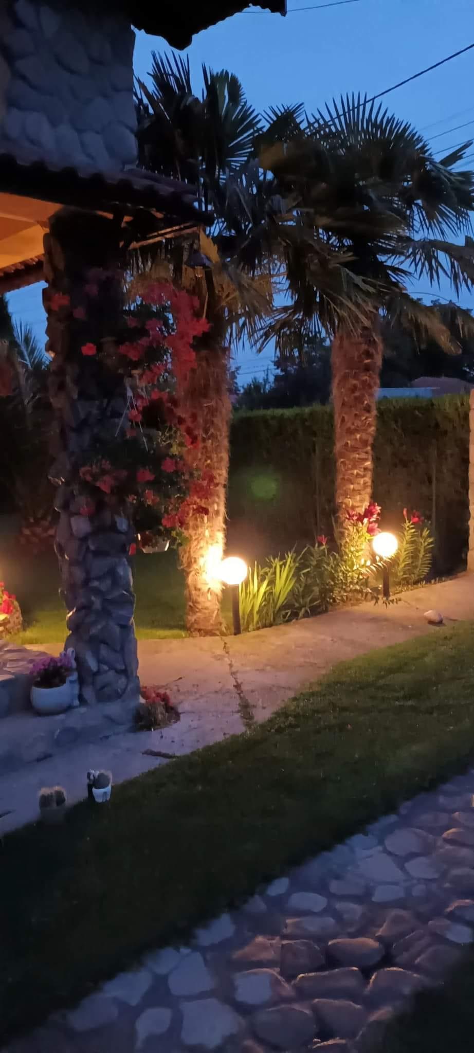 Grădina exotică a unui electrician din Teleorman a ajuns virală pe internet: Mircea a început să planteze palmieri și bananieri acum 16 ani 912761