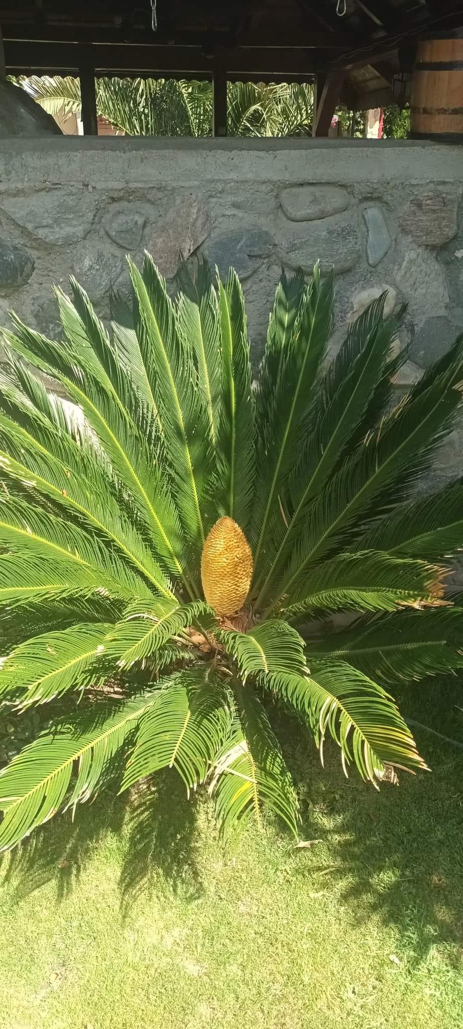 Grădina exotică a unui electrician din Teleorman a ajuns virală pe internet: Mircea a început să planteze palmieri și bananieri acum 16 ani 912762