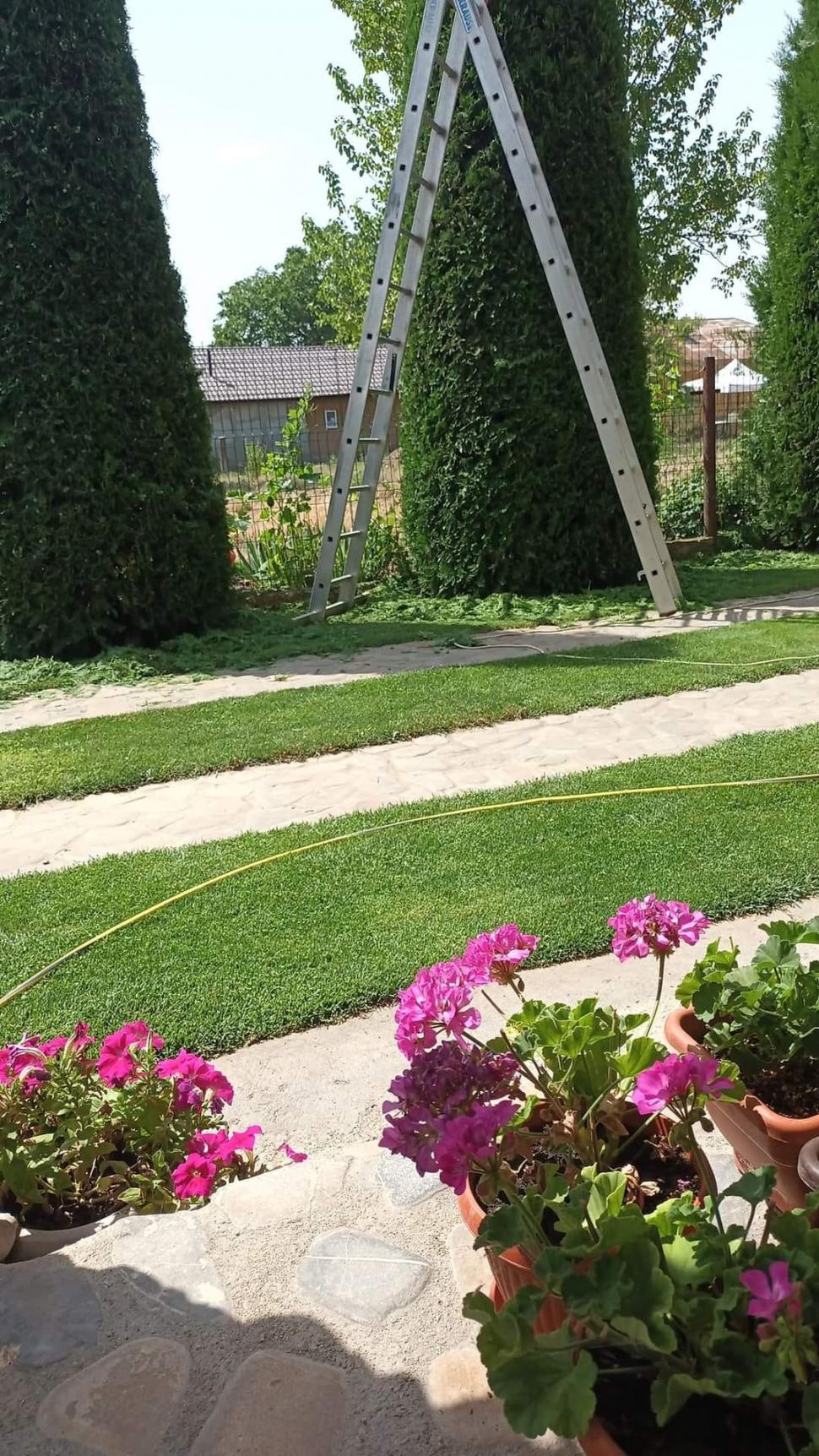 Grădina exotică a unui electrician din Teleorman a ajuns virală pe internet: Mircea a început să planteze palmieri și bananieri acum 16 ani 912764