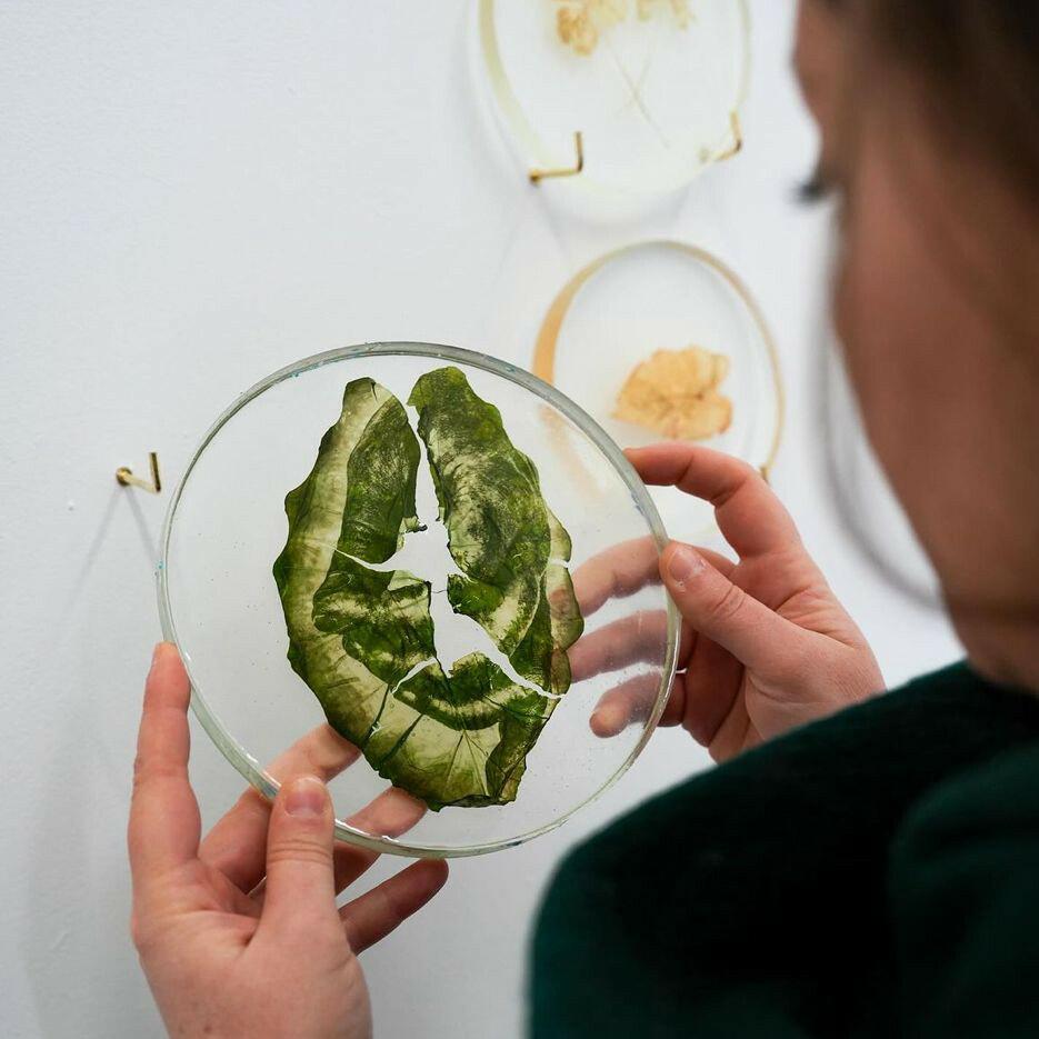 „Doar pun un negativ deasupra frunzei”: Cum arată fotografiile imprimate pe plante vii. Tehnica a fost inventată în anii '90 913911