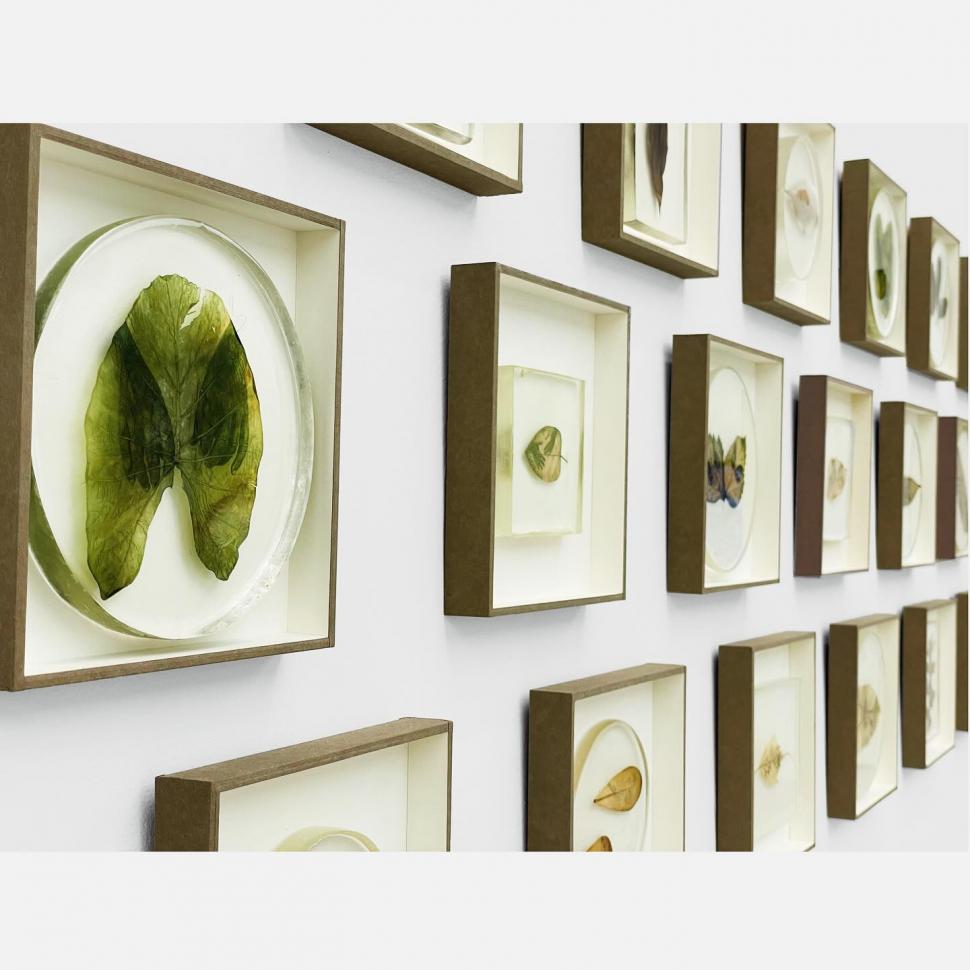 „Doar pun un negativ deasupra frunzei”: Cum arată fotografiile imprimate pe plante vii. Tehnica a fost inventată în anii '90 913914