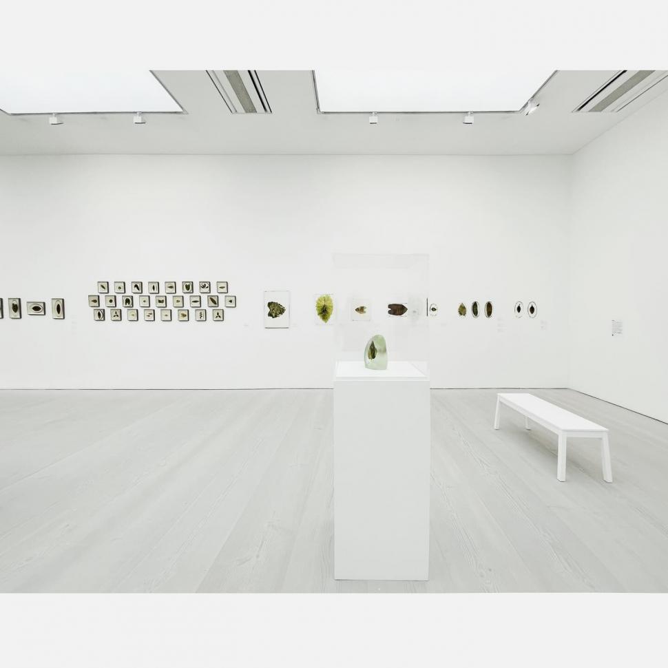 „Doar pun un negativ deasupra frunzei”: Cum arată fotografiile imprimate pe plante vii. Tehnica a fost inventată în anii '90 913915