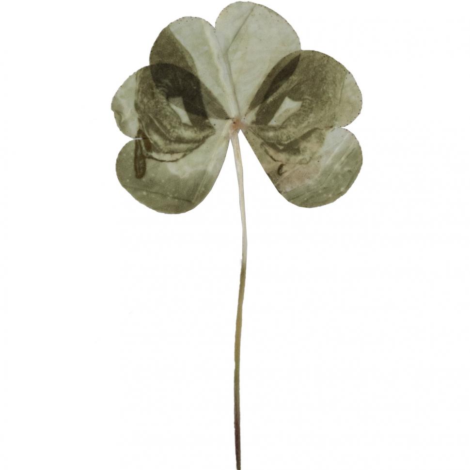 „Doar pun un negativ deasupra frunzei”: Cum arată fotografiile imprimate pe plante vii. Tehnica a fost inventată în anii '90 913917