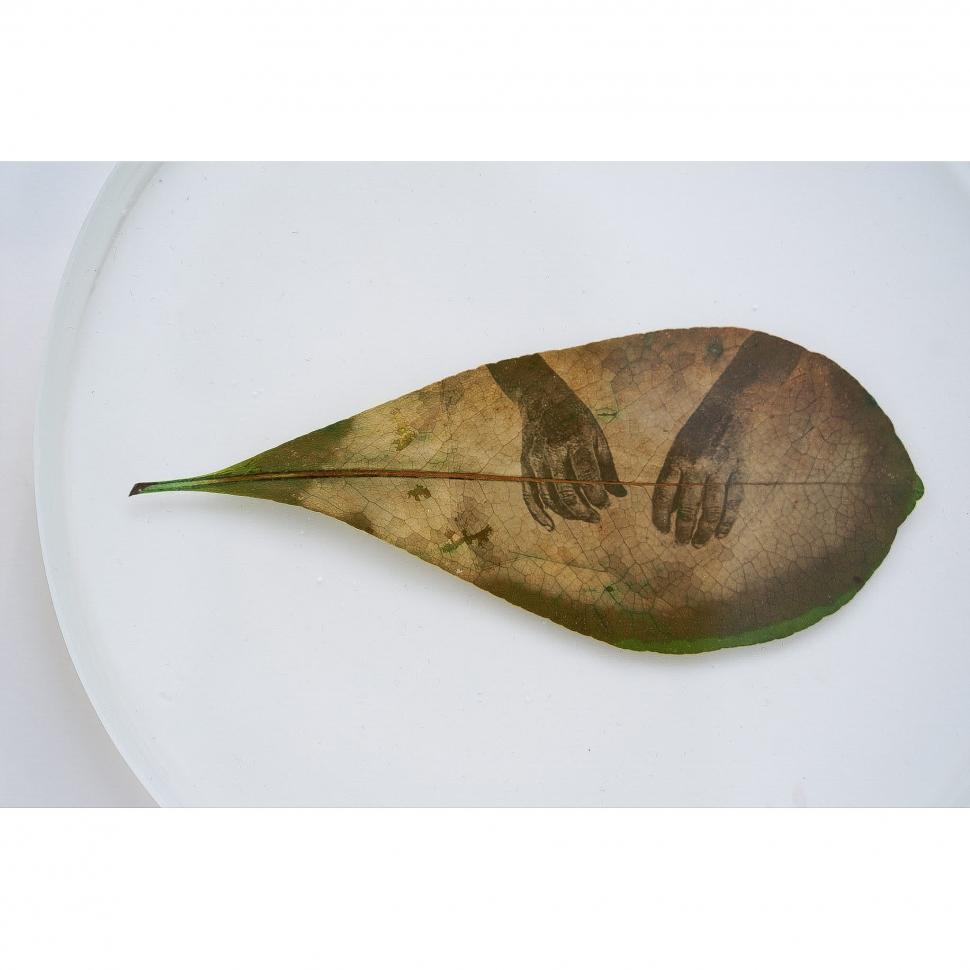 „Doar pun un negativ deasupra frunzei”: Cum arată fotografiile imprimate pe plante vii. Tehnica a fost inventată în anii '90 913918