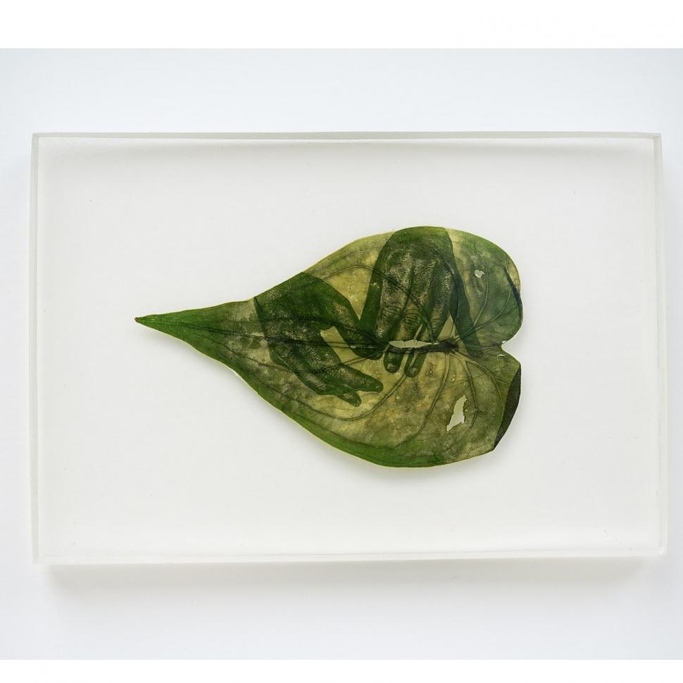 „Doar pun un negativ deasupra frunzei”: Cum arată fotografiile imprimate pe plante vii. Tehnica a fost inventată în anii '90 913919