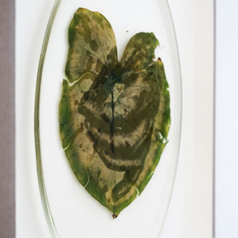 „Doar pun un negativ deasupra frunzei”: Cum arată fotografiile imprimate pe plante vii. Tehnica a fost inventată în anii '90 913921