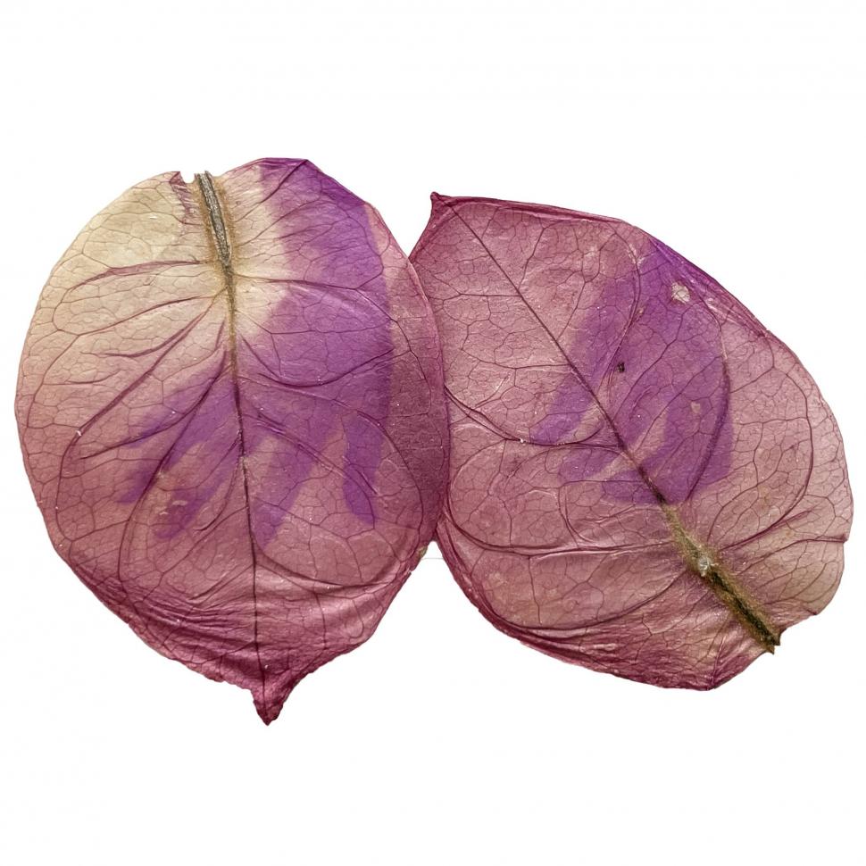 „Doar pun un negativ deasupra frunzei”: Cum arată fotografiile imprimate pe plante vii. Tehnica a fost inventată în anii '90 913922