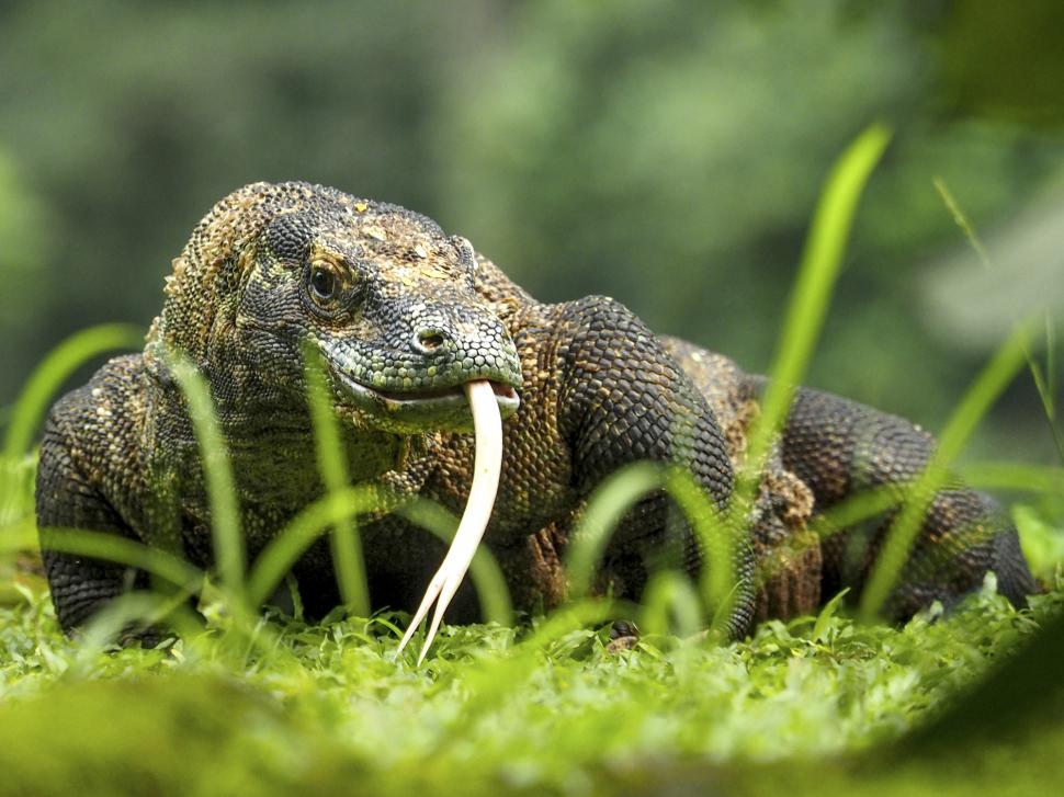 Dragonii de Komodo au dinţi de fier. Studiu: „Această caracteristică nu a mai fost semnalată niciodată la o reptilă carnivoră” 914309