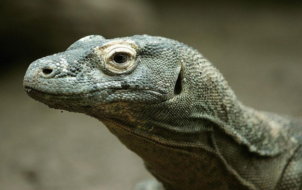 Dragonii de Komodo au dinţi de fier. Studiu: „Această caracteristică nu a mai fost semnalată niciodată la o reptilă carnivoră” 914310
