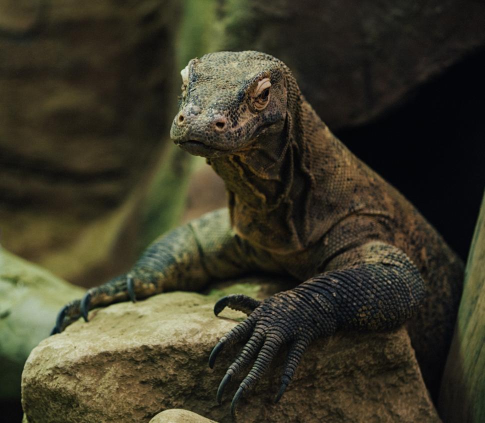 Dragonii de Komodo au dinţi de fier. Studiu: „Această caracteristică nu a mai fost semnalată niciodată la o reptilă carnivoră” 914311