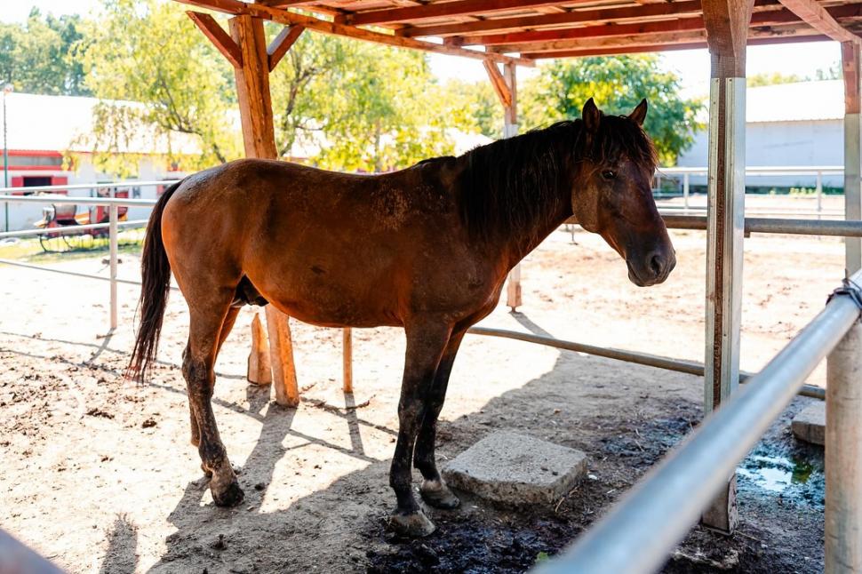 Adăpostul din Capitală unde bucureștenii pot vizita gratuit zeci de cai salvați din situații limită: „Sunt dornici de companie” 914822