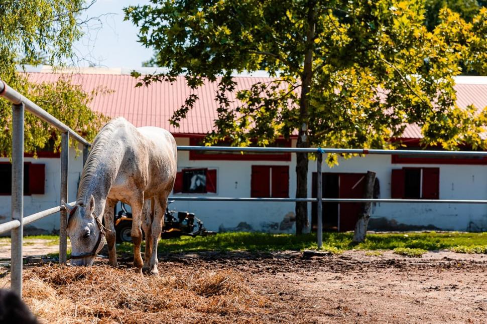 Adăpostul din Capitală unde bucureștenii pot vizita gratuit zeci de cai salvați din situații limită: „Sunt dornici de companie” 914823