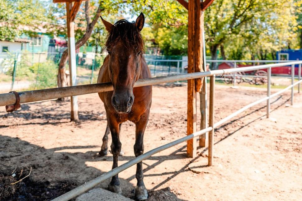 Adăpostul din Capitală unde bucureștenii pot vizita gratuit zeci de cai salvați din situații limită: „Sunt dornici de companie” 914825