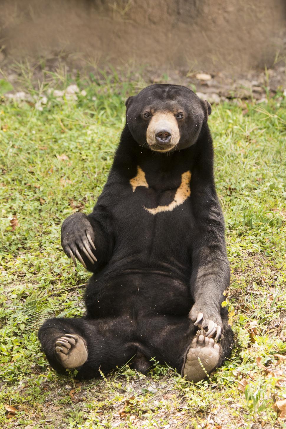 De ce sunt confundați urșii Soare cu oameni costumați? Aspectul lor a stârnit controverse  914952