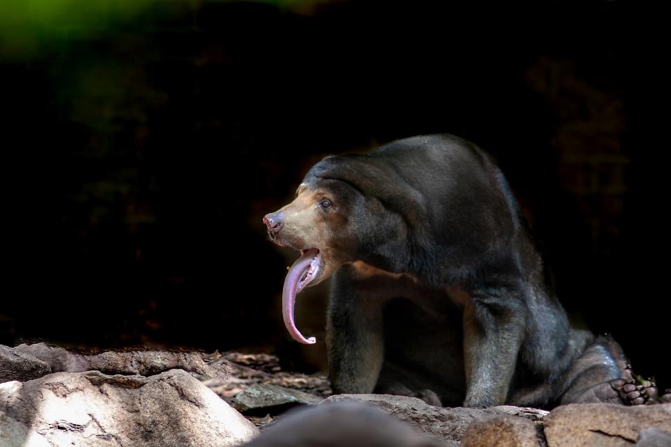 De ce sunt confundați urșii Soare cu oameni costumați? Aspectul lor a stârnit controverse  914954