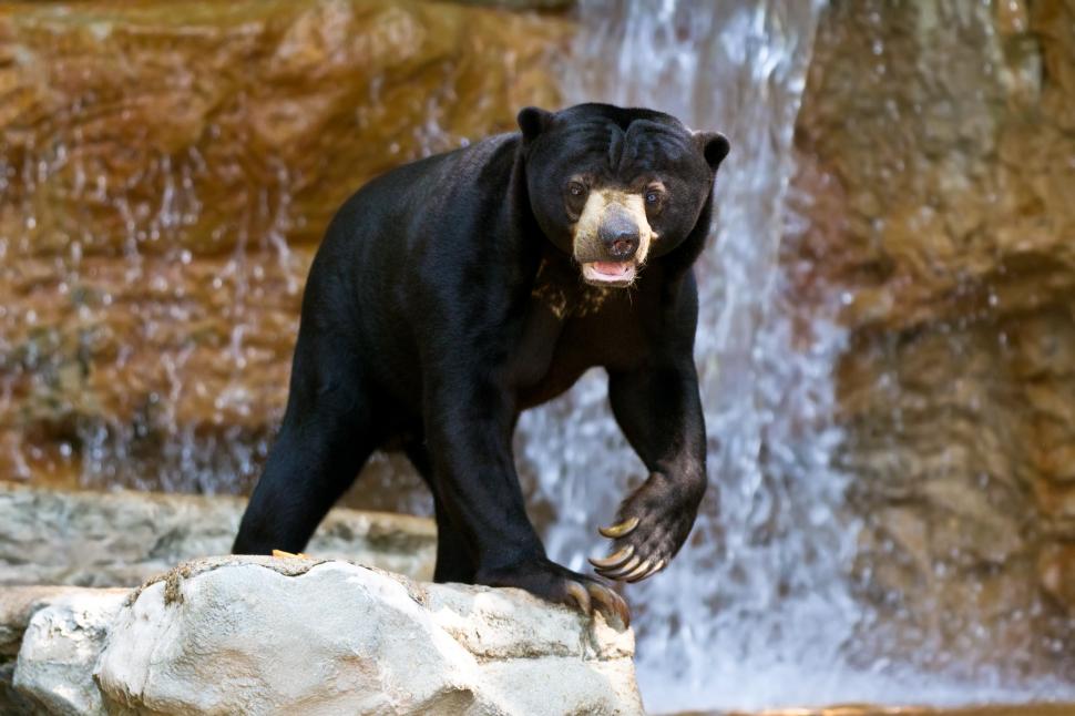 De ce sunt confundați urșii Soare cu oameni costumați? Aspectul lor a stârnit controverse  914955