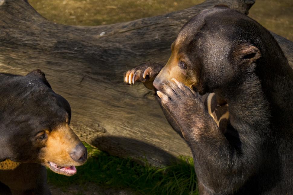 De ce sunt confundați urșii Soare cu oameni costumați? Aspectul lor a stârnit controverse  914958