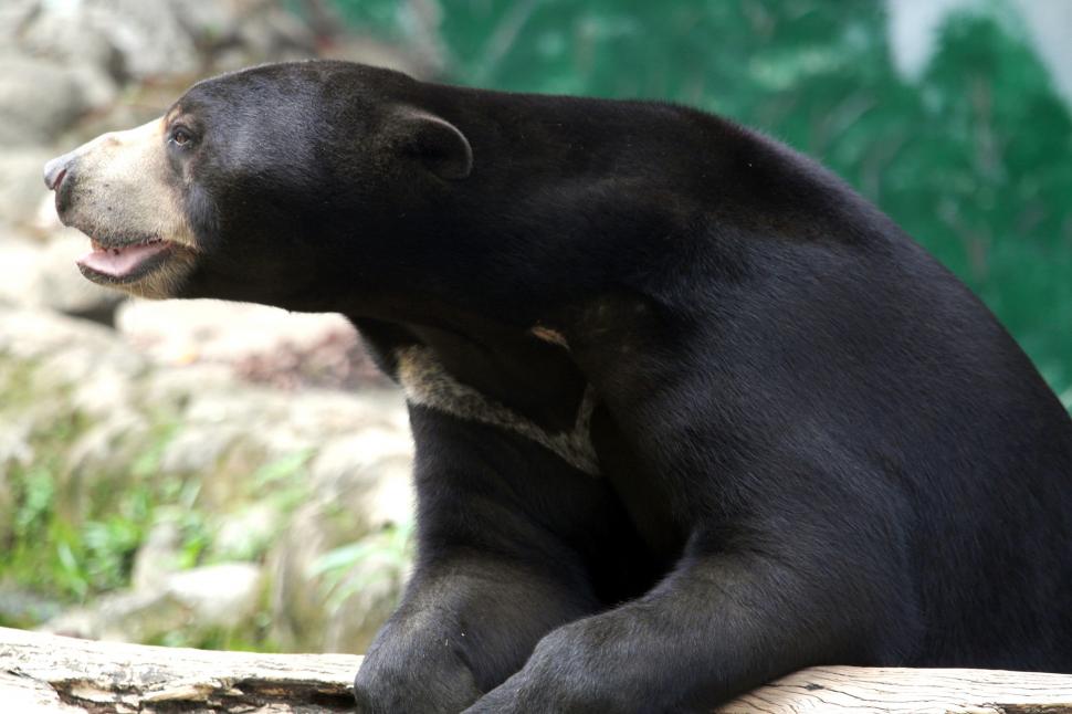 De ce sunt confundați urșii Soare cu oameni costumați? Aspectul lor a stârnit controverse  914959