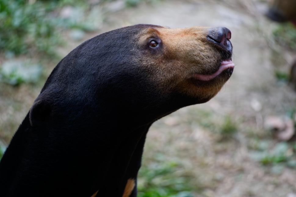 De ce sunt confundați urșii Soare cu oameni costumați? Aspectul lor a stârnit controverse  914960