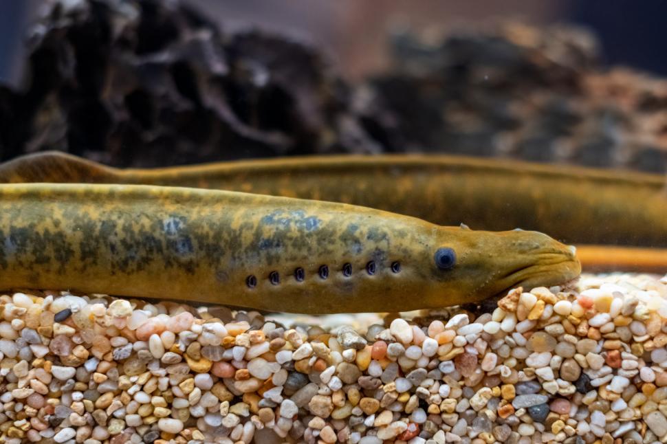 Originile umane sunt legate de un pește străvechi fără maxilare, care suge sânge. Creatura este supranumită ”peștele vampir” 915293