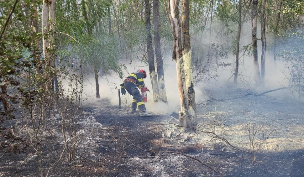  Incendiu masiv în Giurgiu. 40 de hectare din zona pădurii Bălănoaia au ars. Pompierii au fost chemați din timpul liber 915791