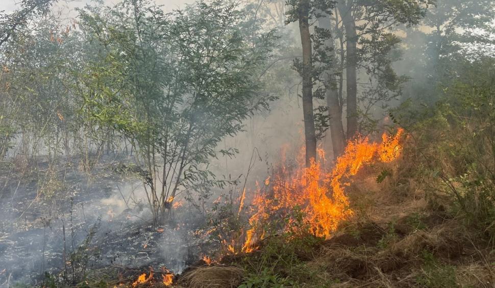  Incendiu masiv în Giurgiu. 40 de hectare din zona pădurii Bălănoaia au ars. Pompierii au fost chemați din timpul liber 915794