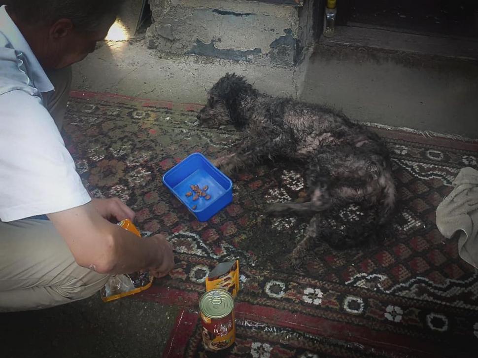 Un căţeluş care căzuse într-un puţ foarte îngust a fost salvat de pompieri 915757