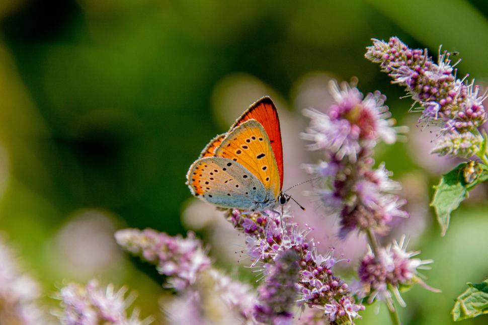 „Specie rară și fascinantă de fluture”, descoperită în Parcul Natural Grădiștea Muncelului-Cioclovina: „A dispărut din multe ţări” 917453