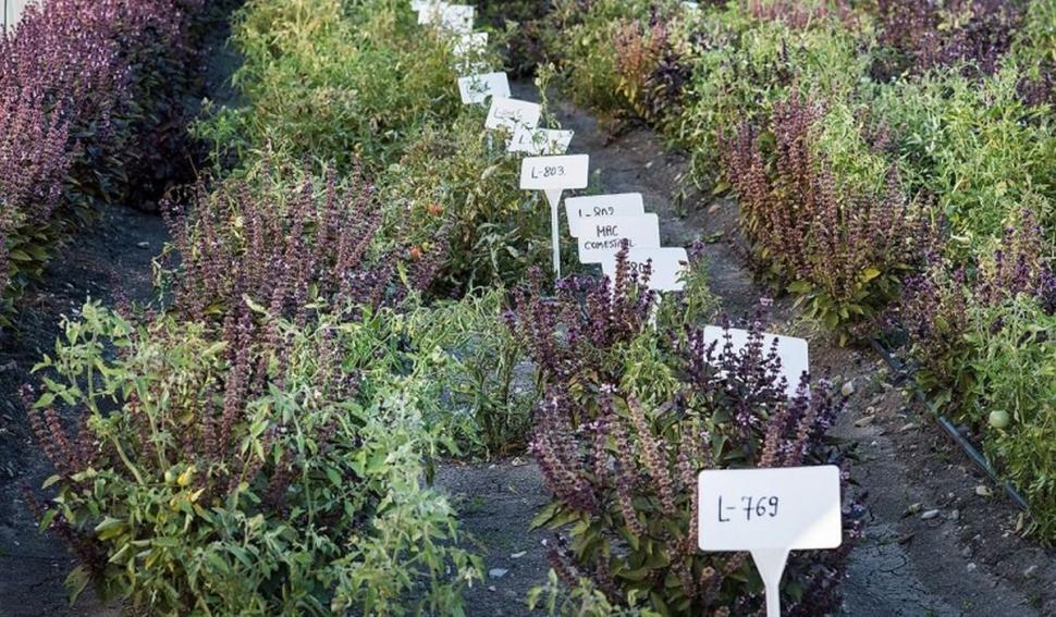 De ce a dispărut Papucul doamnei din România. Alte 200 de specii de plante sunt în pericol 917657