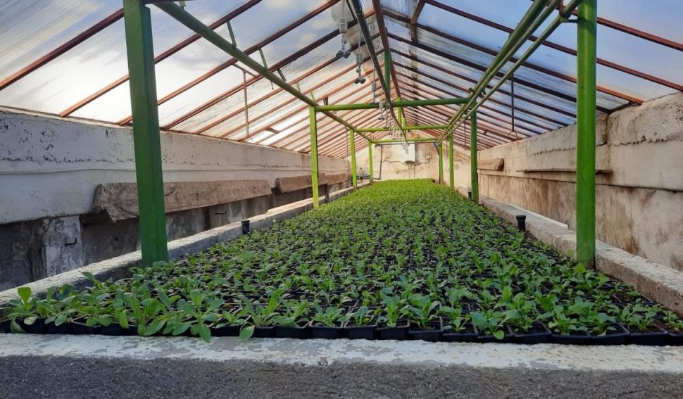 De ce a dispărut Papucul doamnei din România. Alte 200 de specii de plante sunt în pericol 917658