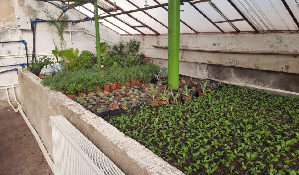 De ce a dispărut Papucul doamnei din România. Alte 200 de specii de plante sunt în pericol 917659