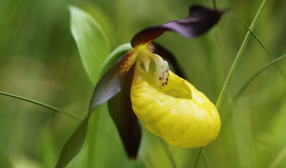 De ce a dispărut Papucul doamnei din România. Alte 200 de specii de plante sunt în pericol 917975