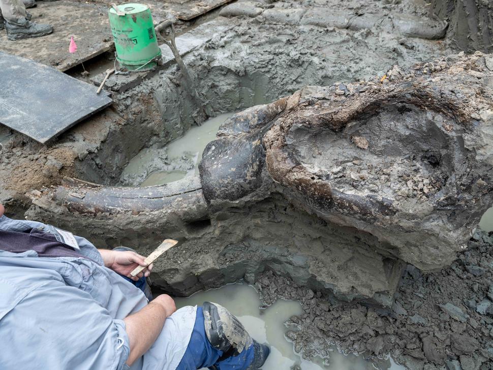 Descoperire arheologică rară în SUA: Un craniu uriaș de mastodont, vechi de 13.600 de ani, a fost găsit într-un pârâu din Iowa 918534