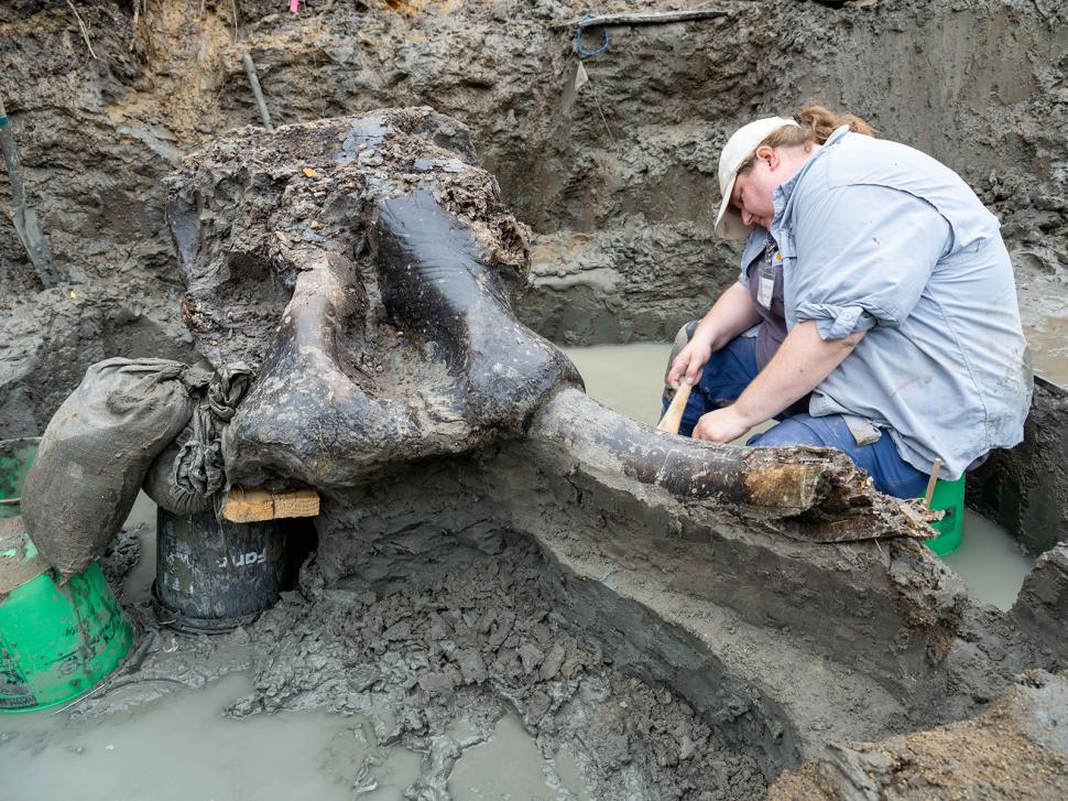 Descoperire arheologică rară în SUA: Un craniu uriaș de mastodont, vechi de 13.600 de ani, a fost găsit într-un pârâu din Iowa 918535