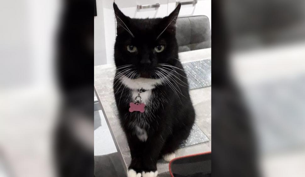 Cine este Taboo, felina cleptomană care îşi lasă vecinii fără șosete, cămăşi și lenjerie intimă 919155