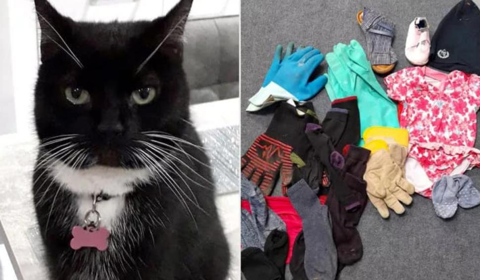 Cine este Taboo, felina cleptomană care îşi lasă vecinii fără șosete, cămăşi și lenjerie intimă 919156