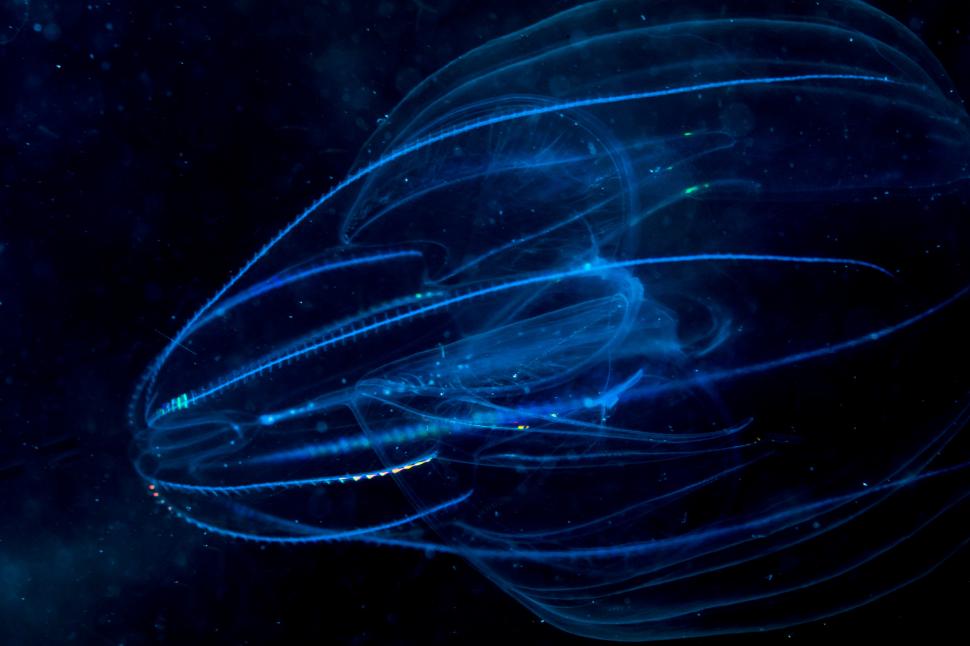 Creatura marină care întinerește dacă este stresată: „Ca și cum s-ar întoarce în timp”. În Marea Neagră este „specie invazivă” 918578